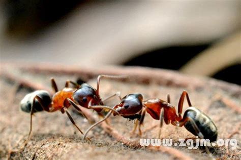 夢見很多螞蟻是什麼意思 屬猴五行
